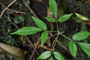 <strong>Sapindaceae - Allophylus borbonicus - (J.F.Gmel.) F.Friedmann</strong><br />© Sarrailh Jean-Michel / CIRAD