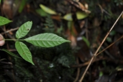 <strong>Sapindaceae - Allophylus borbonicus - (J.F.Gmel.) F.Friedmann</strong><br />© Sarrailh Jean-Michel / CIRAD