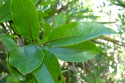 <strong>Icacinaceae - Apodytes dimidiata - E.Mey. ex Arn.</strong><br />© Sarrailh Jean-Michel / CIRAD