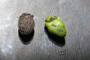 <strong>Icacinaceae - Apodytes dimidiata - E.Mey. ex Arn.</strong><br />© Sarrailh Jean-Michel / CIRAD