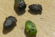 <strong>Icacinaceae - Apodytes dimidiata - E.Mey. ex Arn.</strong><br />© Sarrailh Jean-Michel / CIRAD