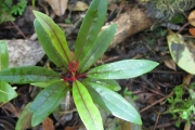 <strong>Icacinaceae - Apodytes dimidiata - E.Mey. ex Arn.</strong><br />© Sarrailh Jean-Michel / CIRAD