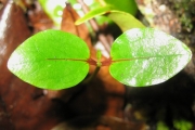 <strong>Icacinaceae - Apodytes dimidiata - E.Mey. ex Arn.</strong><br />© Sarrailh Jean-Michel / CIRAD