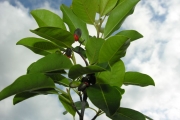 <strong>Icacinaceae - Apodytes dimidiata - E.Mey. ex Arn.</strong><br />© Sarrailh Jean-Michel / CIRAD