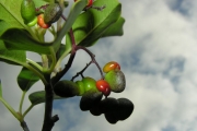 <strong>Icacinaceae - Apodytes dimidiata - E.Mey. ex Arn.</strong><br />© Sarrailh Jean-Michel / CIRAD