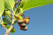 <strong>Icacinaceae - Apodytes dimidiata - E.Mey. ex Arn.</strong><br />© Sarrailh Jean-Michel / CIRAD