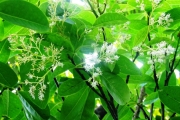<strong>Icacinaceae - Apodytes dimidiata - E.Mey. ex Arn.</strong><br />© Sarrailh Jean-Michel / CIRAD