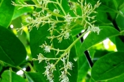 <strong>Icacinaceae - Apodytes dimidiata - E.Mey. ex Arn.</strong><br />© Sarrailh Jean-Michel / CIRAD