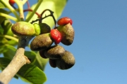 <strong>Icacinaceae - Apodytes dimidiata - E.Mey. ex Arn.</strong><br />© Sarrailh Jean-Michel / CIRAD