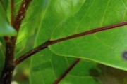 <strong>Icacinaceae - Apodytes dimidiata - E.Mey. ex Arn.</strong><br />© 