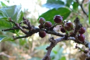 <strong>Phyllanthaceae - Antidesma madagascariense - Lam.</strong><br />© Baret Stéphane