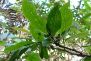 <strong>Phyllanthaceae - Antidesma madagascariense - Lam.</strong><br />© Baret Stéphane