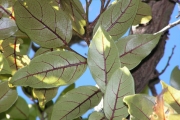 <strong>Phyllanthaceae - Antidesma madagascariense - Lam.</strong><br />© Métro Patrick