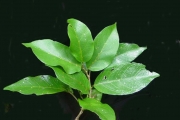 <strong>Phyllanthaceae - Antidesma madagascariense - Lam.</strong><br />© Sarrailh Jean-Michel / CIRAD