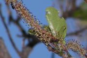 <strong>Phyllanthaceae - Antidesma madagascariense - Lam.</strong><br />© Métro Patrick