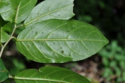 <strong>Phyllanthaceae - Antidesma madagascariense - Lam.</strong><br />© Sarrailh Jean-Michel / CIRAD