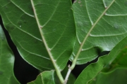 <strong>Phyllanthaceae - Antidesma madagascariense - Lam.</strong><br />© Sarrailh Jean-Michel / CIRAD