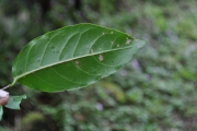 <strong>Phyllanthaceae - Antidesma madagascariense - Lam.</strong><br />© 