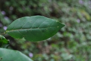 <strong>Phyllanthaceae - Antidesma madagascariense - Lam.</strong><br />© Sarrailh Jean-Michel / CIRAD