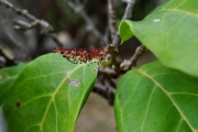 <strong>Phyllanthaceae - Antidesma madagascariense - Lam.</strong><br />© Sarrailh Jean-Michel / CIRAD