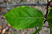 <strong>Phyllanthaceae - Antidesma madagascariense - Lam.</strong><br />© Sarrailh Jean-Michel / CIRAD