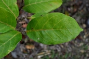 <strong>Phyllanthaceae - Antidesma madagascariense - Lam.</strong><br />© Sarrailh Jean-Michel / CIRAD