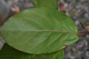 <strong>Phyllanthaceae - Antidesma madagascariense - Lam.</strong><br />© Sarrailh Jean-Michel / CIRAD