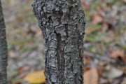 <strong>Phyllanthaceae - Antidesma madagascariense - Lam.</strong><br />© Sarrailh Jean-Michel / CIRAD