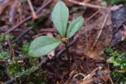 <strong>Myrsinaceae - Badula borbonica - A.DC.</strong><br />© Sarrailh Jean-Michel / CIRAD
