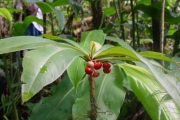 <strong>Myrsinaceae - Badula borbonica - A.DC.</strong><br />© Sarrailh Jean-Michel / CIRAD