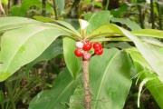 <strong>Myrsinaceae - Badula borbonica - A.DC.</strong><br />© Sarrailh Jean-Michel / CIRAD
