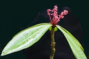 <strong>Myrsinaceae - Badula borbonica - A.DC.</strong><br />© Sarrailh Jean-Michel / CIRAD