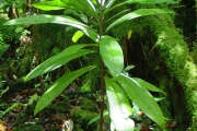 <strong>Myrsinaceae - Badula borbonica - A.DC.</strong><br />© Sarrailh Jean-Michel / CIRAD