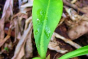 <strong>Myrsinaceae - Badula borbonica - A.DC.</strong><br />© Sarrailh Jean-Michel / CIRAD