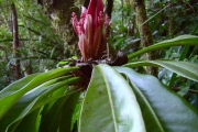 <strong>Myrsinaceae - Badula borbonica - A.DC.</strong><br />© Sarrailh Jean-Michel / CIRAD