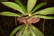 <strong>Myrsinaceae - Badula borbonica - A.DC.</strong><br />© Sarrailh Jean-Michel / CIRAD