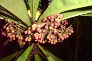 <strong>Myrsinaceae - Badula borbonica - A.DC.</strong><br />© Sarrailh Jean-Michel / CIRAD