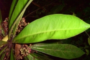 <strong>Myrsinaceae - Badula borbonica - A.DC.</strong><br />© Sarrailh Jean-Michel / CIRAD
