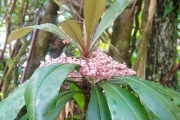 <strong>Myrsinaceae - Badula borbonica - A.DC.</strong><br />© Sarrailh Jean-Michel / CIRAD
