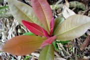 <strong>Myrsinaceae - Badula borbonica - A.DC.</strong><br />© Sarrailh Jean-Michel / CIRAD