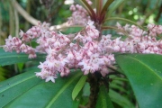 <strong>Myrsinaceae - Badula borbonica - A.DC.</strong><br />© Sarrailh Jean-Michel / CIRAD