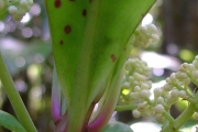 <strong>Myrsinaceae - Badula grammisticta - (Cordem.) Coode</strong><br />© Sarrailh Jean-Michel / CIRAD