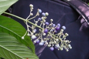 <strong>Rubiaceae - Bertiera borbonica - A.Rich. ex DC.</strong><br />© Sarrailh Jean-Michel / CIRAD