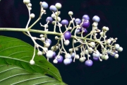 <strong>Rubiaceae - Bertiera borbonica - A.Rich. ex DC.</strong><br />© Sarrailh Jean-Michel / CIRAD