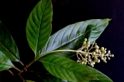 <strong>Rubiaceae - Bertiera borbonica - A.Rich. ex DC.</strong><br />© Sarrailh Jean-Michel / CIRAD