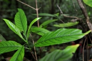 <strong>Rubiaceae - Bertiera borbonica - A.Rich. ex DC.</strong><br />© Sarrailh Jean-Michel / CIRAD