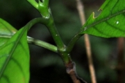 <strong>Rubiaceae - Bertiera borbonica - A.Rich. ex DC.</strong><br />© Sarrailh Jean-Michel / CIRAD
