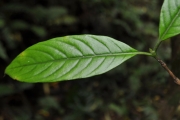 <strong>Rubiaceae - Bertiera borbonica - A.Rich. ex DC.</strong><br />© Sarrailh Jean-Michel / CIRAD