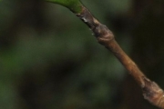<strong>Rubiaceae - Bertiera borbonica - A.Rich. ex DC.</strong><br />© 