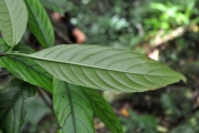 <strong>Rubiaceae - Bertiera borbonica - A.Rich. ex DC.</strong><br />© Sarrailh Jean-Michel / CIRAD